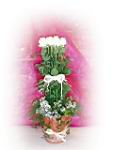 Mariage Composition